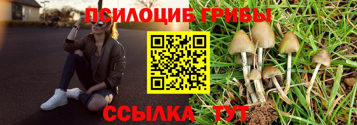 Галлюциногенные грибы Psilocybine cubensis Тихвин